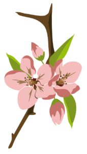 Logo von Kita Apfelblüte