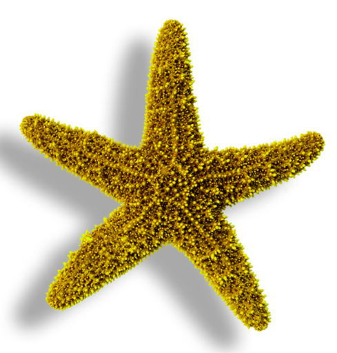 Logo von Fotostudio Seehstern